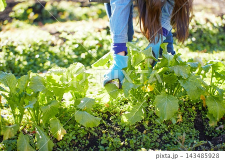 冬野菜を収穫する若い女性 冬野菜を収穫する若い女性 143485928