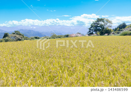 稲穂が実る山の田んぼの風景 143486599