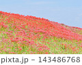矢勝川の彼岸花　【愛知県半田市】 143486768