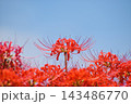 矢勝川の彼岸花　【愛知県半田市】 143486770