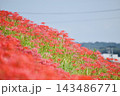 矢勝川の彼岸花　【愛知県半田市】 143486771