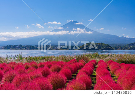 【山梨県】河口湖大石公園　真っ赤に紅葉したコキアの向こうに富士山 143486816