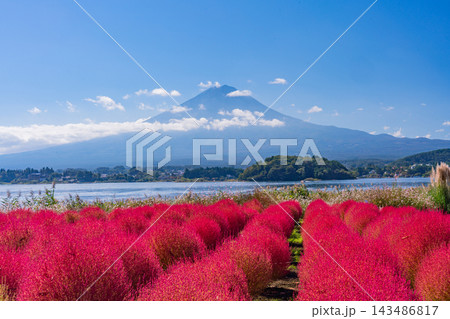 【山梨県】河口湖大石公園 真っ赤に紅葉したコキアの向こうに富士山 【山梨県】河口湖大石公園 真っ赤に紅葉したコキアの向こうに富士山 143486817