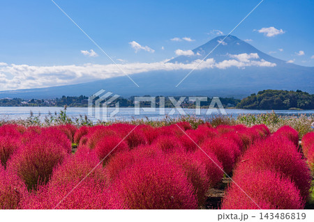 【山梨県】河口湖大石公園 真っ赤に紅葉したコキアの向こうに富士山 【山梨県】河口湖大石公園 真っ赤に紅葉したコキアの向こうに富士山 143486819