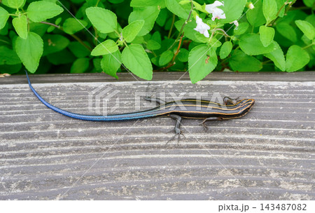 木の板の上にいる青い尾が特徴のトカゲ 木の板の上にいる青い尾が特徴のトカゲ 143487082