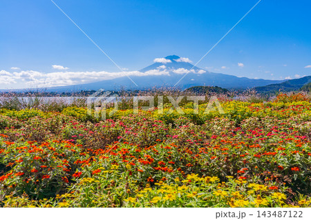 【山梨県】カラフルな秋の花咲く河口湖大石公園から望む富士山 【山梨県】カラフルな秋の花咲く河口湖大石公園から望む富士山 143487122