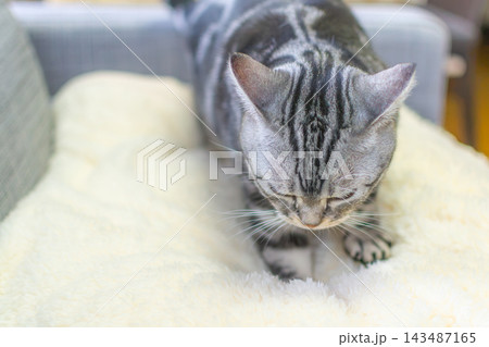 毛布をふみふみするアメリカンショートヘアの猫 毛布をふみふみするアメリカンショートヘアの猫 143487165
