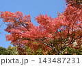 真っ赤な紅葉 143487231