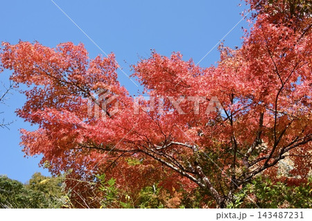 真っ赤な紅葉 真っ赤な紅葉 143487231