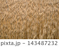 収穫時期を迎えた小麦畑 143487232
