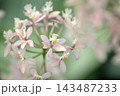 可憐な花 143487233