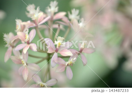 可憐な花 可憐な花 143487233
