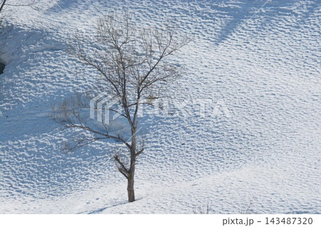 雪原にたたずむ一本木が描く静寂の冬風景 雪原にたたずむ一本木が描く静寂の冬風景 143487320