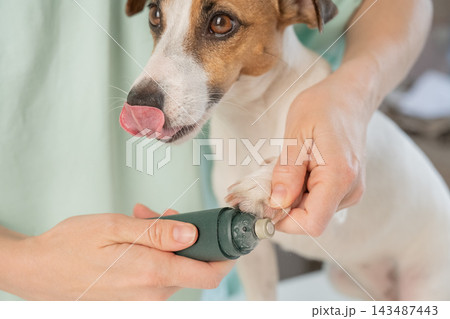 A Jack Russell Terrier getting his nails filed with a grinder at a grooming salon. A Jack Russell Terrier getting his nails filed with a grinder at a grooming salon. 143487443