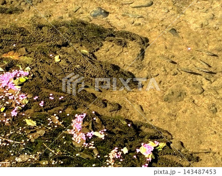 花と川の流れ泳ぐ魚たち 花と川の流れ泳ぐ魚たち 143487453