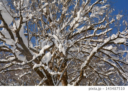 青空の下で雪をまとった樹木の枝が広がる冬景色 青空の下で雪をまとった樹木の枝が広がる冬景色 143487510