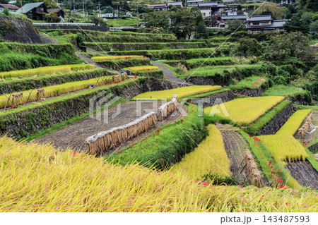 秋の坂折棚田の景色 143487593