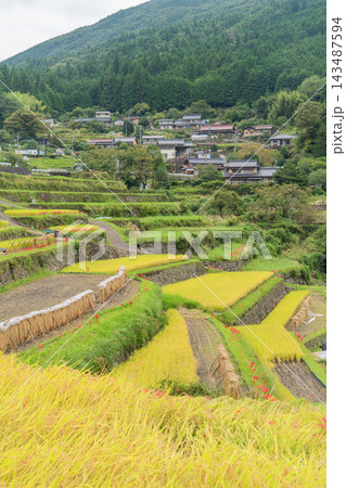 秋の坂折棚田の景色 秋の坂折棚田の景色 143487594