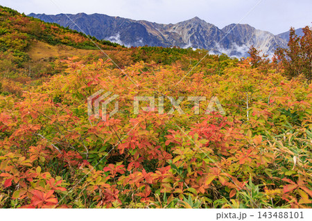 紅葉見頃な八方尾根 143488101
