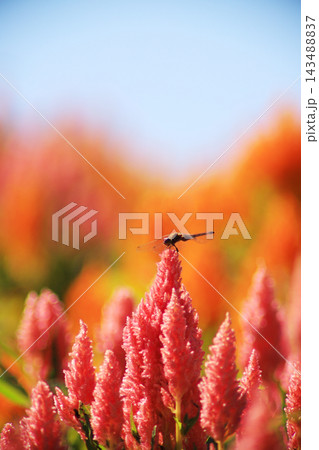 ケイトウの花にとまる赤とんぼと秋の彩り ケイトウの花にとまる赤とんぼと秋の彩り 143488837