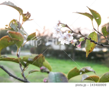 岩手県中央公園に咲く夕方の寒さにも耐える寒桜の花 143488909