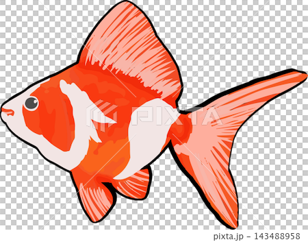 An illustration of a goldfish with beautiful red and white patterns. An illustration of a goldfish with beautiful red and white patterns. 143488958