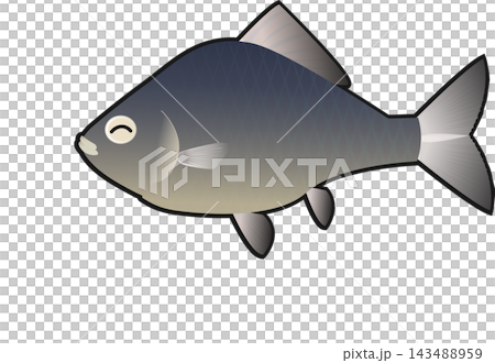 A simple illustration of a crucian carp. A simple illustration of a crucian carp. 143488959