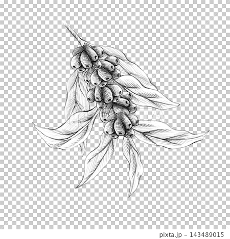 Botanical coffee branches, beans, leaves with seeds. Hand drawn with graphite pencil. Graphic monochrome isolated Illustration for coffee shop menus, packaging, cafe branding design Botanical coffee branches, beans, leaves with seeds. Hand drawn with graphite pencil. Graphic monochrome isolated Illustration for coffee shop menus, packaging, cafe branding design 143489015