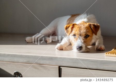 Jack Russell terrier dog resting on wooden table in sunlit home interior. 143489275