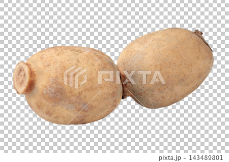 Transparent background image of a single lotus root with its nodes still attached. Transparent background image of a single lotus root with its nodes still attached. 143489801