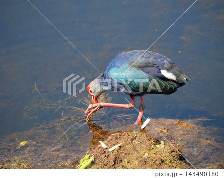 Purple Swamphen ( Porphyrio porphyrio ) standing and eating aquatic plant with reflection on water surface in wetland, The blue waterbird has colorful beaks and red long legs in lake, Thailand Purple Swamphen ( Porphyrio porphyrio ) standing and eating aquatic plant with reflection on water surface in wetland, The blue waterbird has colorful beaks and red long legs in lake, Thailand 143490180