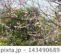 沖縄　離島　渡嘉敷島　緋寒桜 143490689