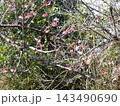 沖縄　離島　渡嘉敷島　緋寒桜 143490690