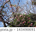 沖縄　離島　渡嘉敷島　緋寒桜 143490691