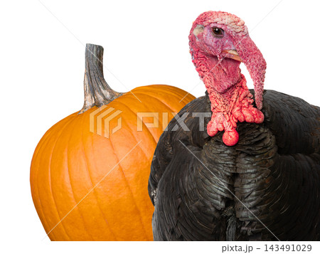pumpkin and turkey isolated on white background 143491029