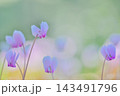 優しい光に包まれて咲く薄紫色のシクラメンの花 143491796