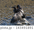 羽を広げるカワウ 143491891