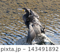 羽を広げるカワウ 143491892