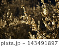 朝日に輝く白梅 143491897
