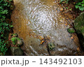 スヌーピーの滝として知られるみろくの滝｜初夏の青森県田子町 143492103