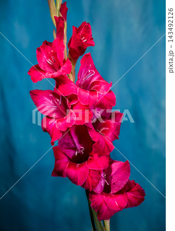 Magenta gladiolus flowers with water drops on dark blue background Magenta gladiolus flowers with water drops on dark blue background 143492126