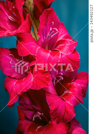 Magenta gladiolus flowers with water drops on dark blue background Magenta gladiolus flowers with water drops on dark blue background 143492127