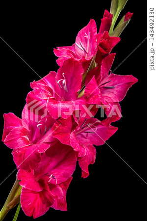 Vibrant magenta gladiolus flowers blooming against dark black studio background Vibrant magenta gladiolus flowers blooming against dark black studio background 143492130