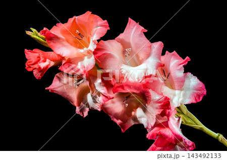 Pink And Coral Gladiolus Flowers In Bloom Isolated On Black 143492133