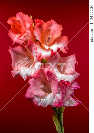 Pink And Coral Gladiolus Flowers In Bloom On Red Backdrop 143492136
