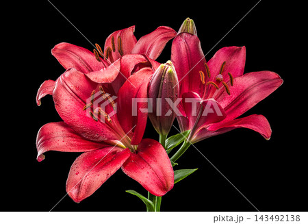 Vibrant Red Lily Flowers Blooming Against Pure Black Background Vibrant Red Lily Flowers Blooming Against Pure Black Background 143492138
