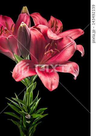 Vibrant Red Lily Flowers Blooming Against Pure Black Background Vibrant Red Lily Flowers Blooming Against Pure Black Background 143492139