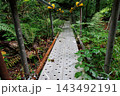 みろくの滝（弥勒の滝）｜初夏の新緑と仮設足場 143492191