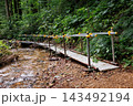 初夏のみろくの滝｜新緑の森と散策路の仮設足場 143492194