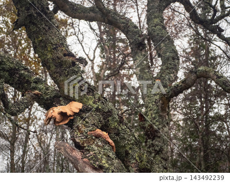 Mystical Old Oak Tree Branches with Shelf Mushrooms and Moss Mystical Old Oak Tree Branches with Shelf Mushrooms and Moss 143492239